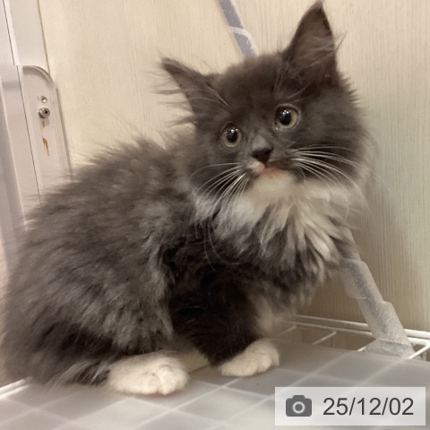 ノルウェージャンフォレストキャットの写真