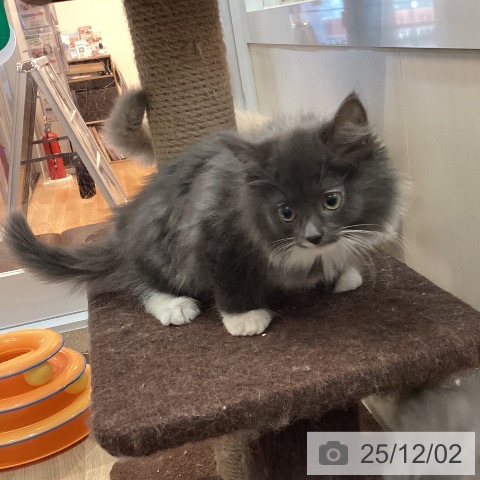 ノルウェージャンフォレストキャットの写真