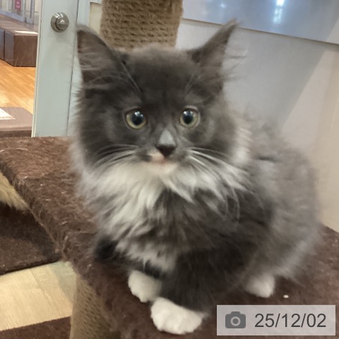 ノルウェージャンフォレストキャットの写真