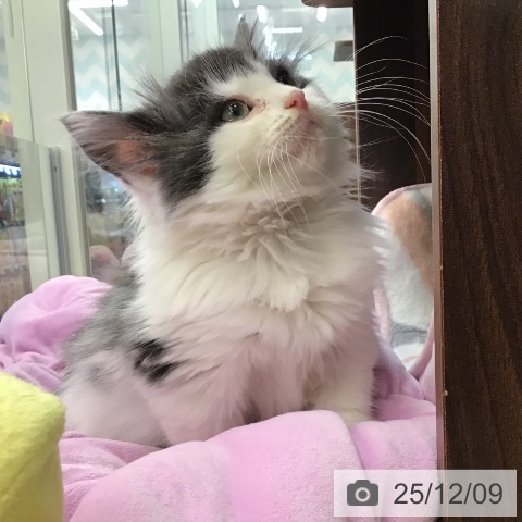 福岡県のノルウェージャンフォレストキャット (ペットプラス 春日店/2025年9月20日生まれ/男の子/ブルーホワイト)の子猫の4枚目の画像