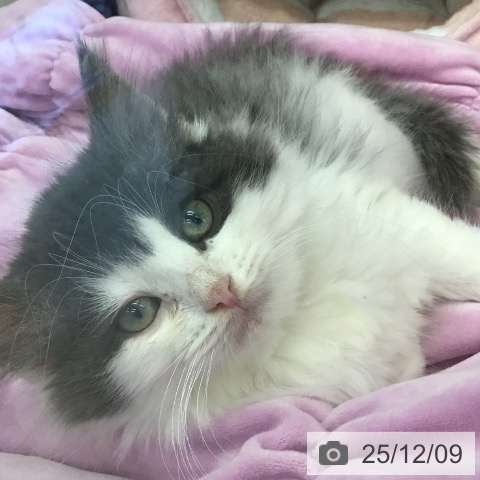 福岡県のノルウェージャンフォレストキャット (ペットプラス 春日店/2025年9月20日生まれ/男の子/ブルーホワイト)の子猫の3枚目の画像