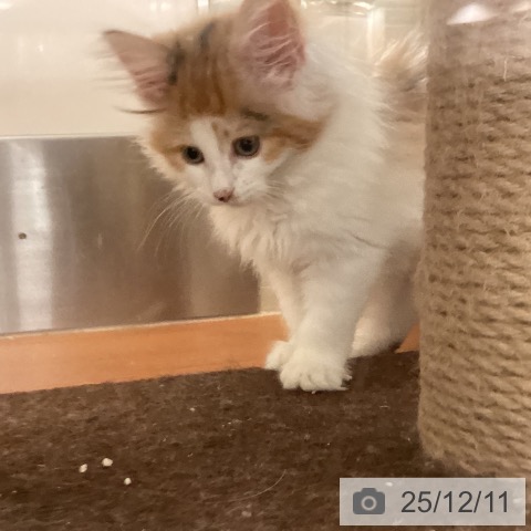福岡県のノルウェージャンフォレストキャット (ペットプラス 福岡伊都店/2025年9月20日生まれ/女の子/ブラウンパッチドタビーホワイト)の子猫の3枚目の画像