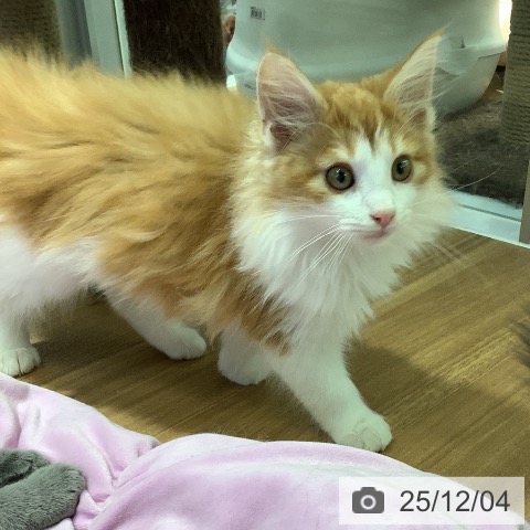 大阪府のノルウェージャンフォレストキャット (ペットプラス りんくう泉南店/2025年9月5日生まれ/男の子/レッドタビーホワイト)の子猫の4枚目の画像