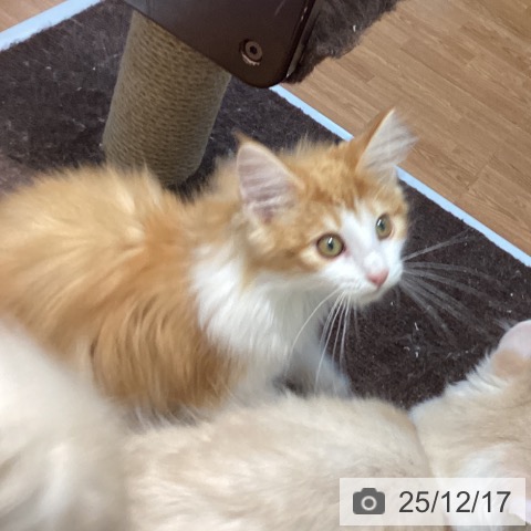 大阪府のノルウェージャンフォレストキャット (ペットプラス りんくう泉南店/2025年9月5日生まれ/男の子/レッドタビーホワイト)の子猫の4枚目の画像