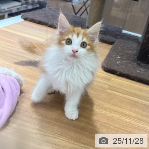 大阪府のノルウェージャンフォレストキャット (ペットプラス りんくう泉南店/2025年9月5日生まれ/男の子/レッドタビーホワイト)の子猫の3枚目の画像