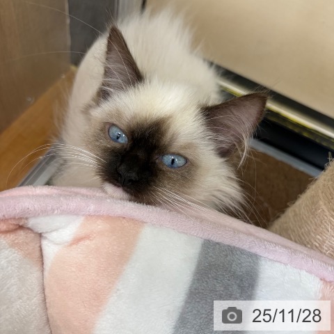 ラグドールの写真