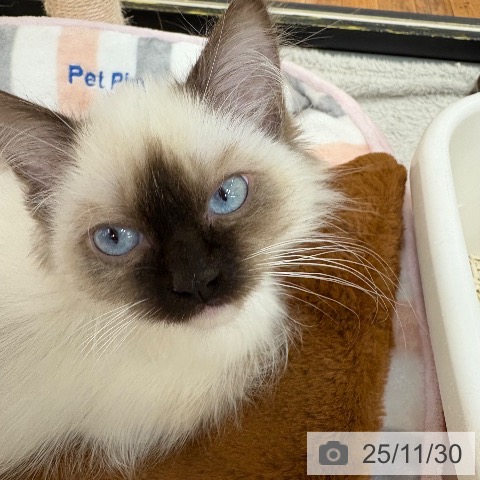 ラグドールの写真