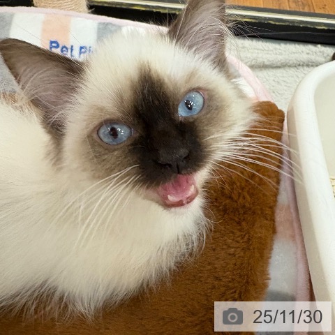 ラグドールの写真