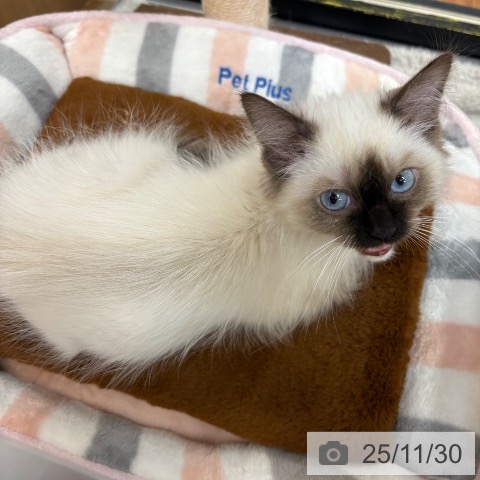 ラグドールの写真