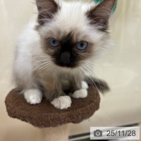 ラグドールの写真