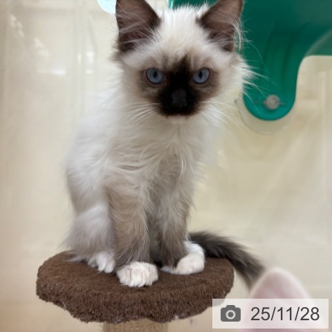 ラグドールの写真