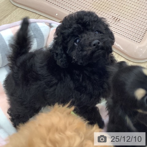 大阪府のトイプードル(トイ) (ペットプラス りんくう泉南店/2025年9月25日生まれ/女の子/ブラック)の子犬の4枚目の画像