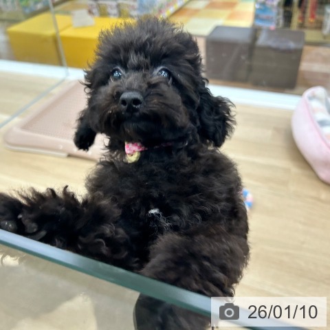 大阪府のトイプードル(トイ) (ペットプラス 松原店/2025年9月25日生まれ/女の子/ブラック)の子犬の4枚目の画像