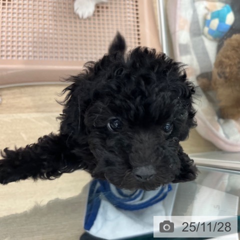 大阪府のトイプードル(トイ) (ペットプラス りんくう泉南店/2025年9月25日生まれ/女の子/ブラック)の子犬の3枚目の画像