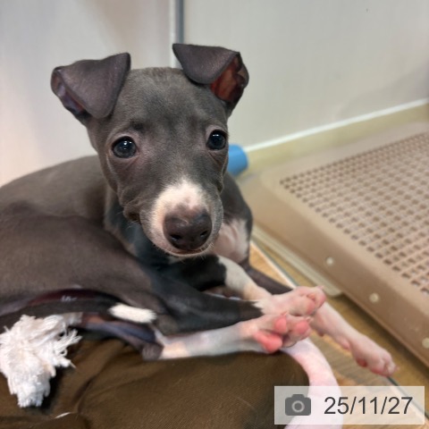 イタリアン・グレーハウンドの写真