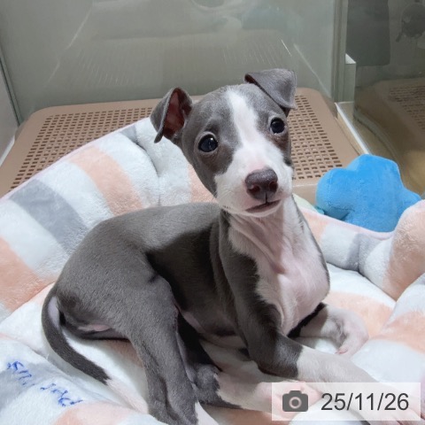 イタリアン・グレーハウンドの写真