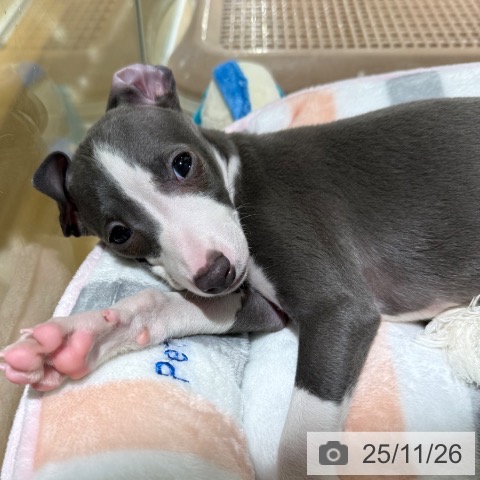 兵庫県のイタリアングレーハウンド (ペットプラス 神戸三宮店/2025年9月24日生まれ/男の子/ブルーホワイト)の子犬の4枚目の画像