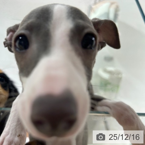 兵庫県のイタリアングレーハウンド (ペットプラス 神戸三宮店/2025年9月24日生まれ/男の子/ブルーホワイト)の子犬の3枚目の画像