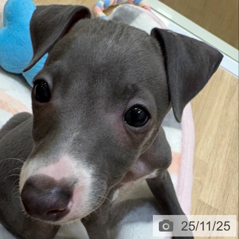 イタリアン・グレーハウンドの写真