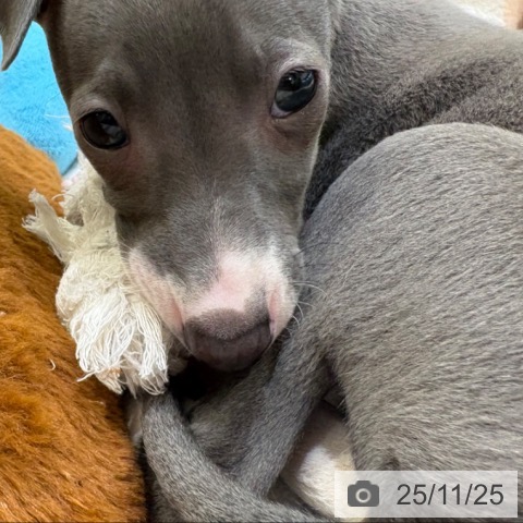 イタリアン・グレーハウンドの写真