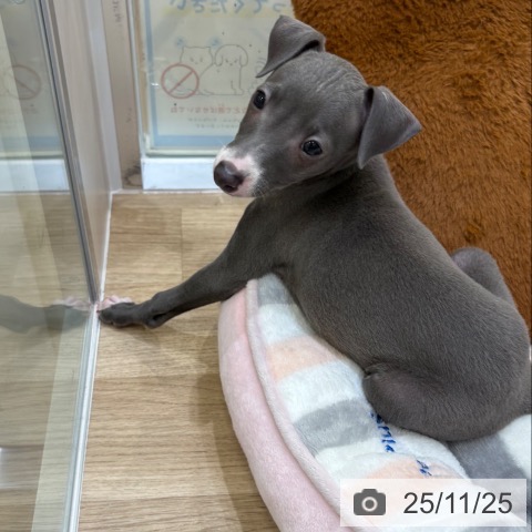 イタリアン・グレーハウンドの写真