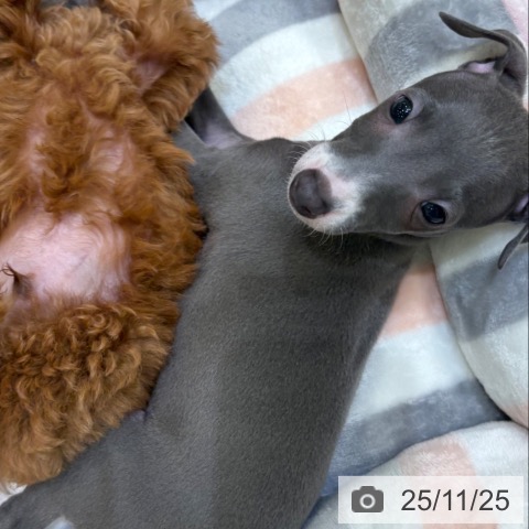 イタリアン・グレーハウンドの写真