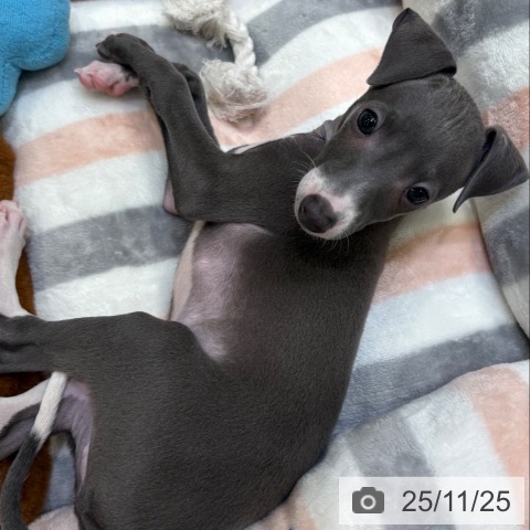 イタリアン・グレーハウンドの写真