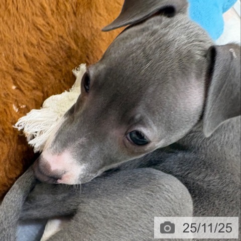 イタリアン・グレーハウンドの写真