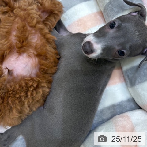 イタリアン・グレーハウンドの写真