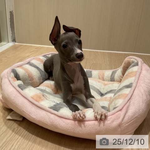 大阪府のイタリアングレーハウンド (ペットプラス 堺鉄砲町店/2025年9月24日生まれ/男の子/ブルーホワイト)の子犬の4枚目の画像