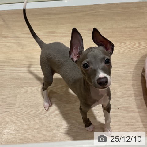 大阪府のイタリアングレーハウンド (ペットプラス 堺鉄砲町店/2025年9月24日生まれ/男の子/ブルーホワイト)の子犬の3枚目の画像