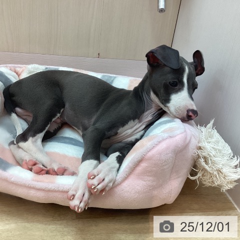 イタリアン・グレーハウンドの写真