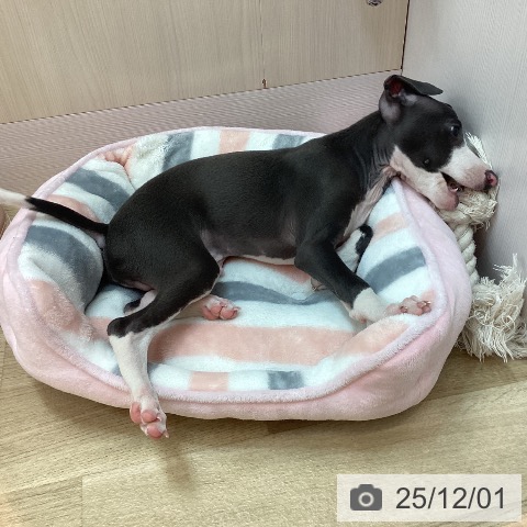 イタリアン・グレーハウンドの写真