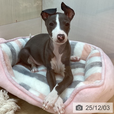 イタリアン・グレーハウンドの写真