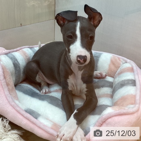 イタリアン・グレーハウンドの写真