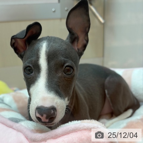 イタリアン・グレーハウンドの写真