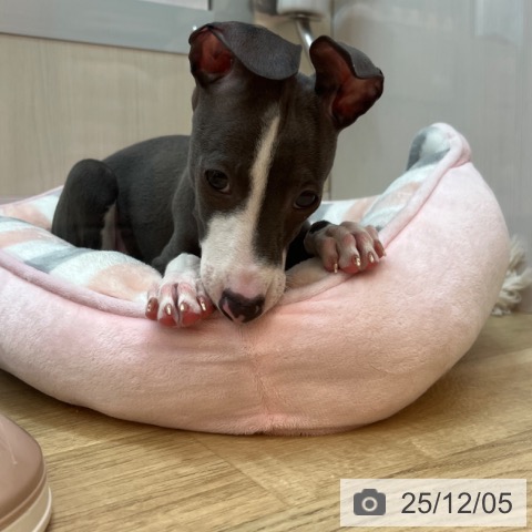 兵庫県のイタリアングレーハウンド (ペットプラス 姫路大津店/2025年9月24日生まれ/男の子/ブルーホワイト)の子犬の3枚目の画像