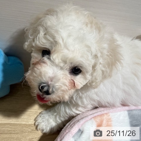 ビション・フリーゼの写真