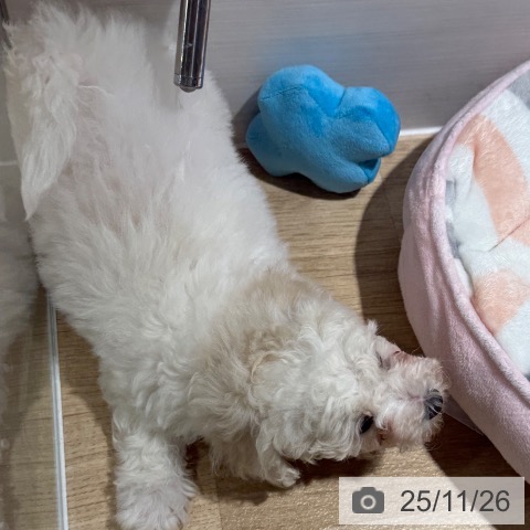 ビション・フリーゼの写真