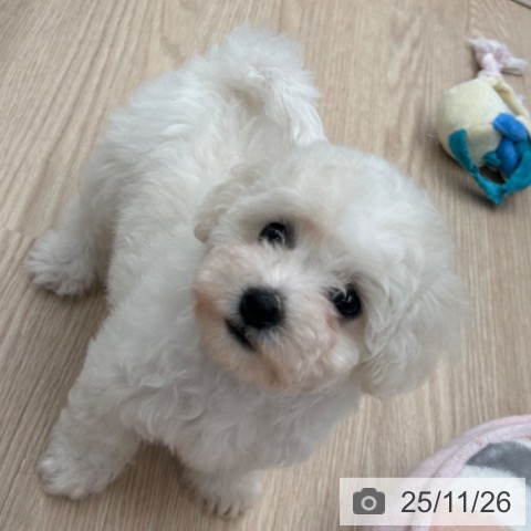 ビション・フリーゼの写真