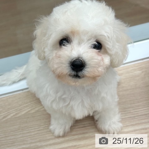 ビション・フリーゼの写真