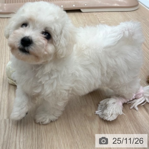 ビション・フリーゼの写真