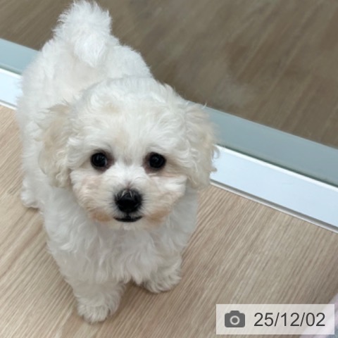 京都府のビションフリーゼ (ペットプラス 京都桂川店/2025年9月26日生まれ/男の子/ホワイト)の子犬の3枚目の画像