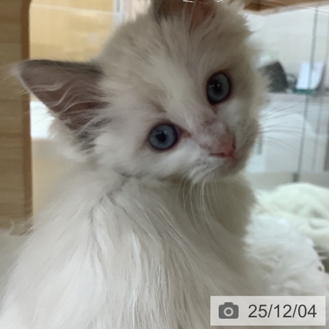 ラグドールの写真