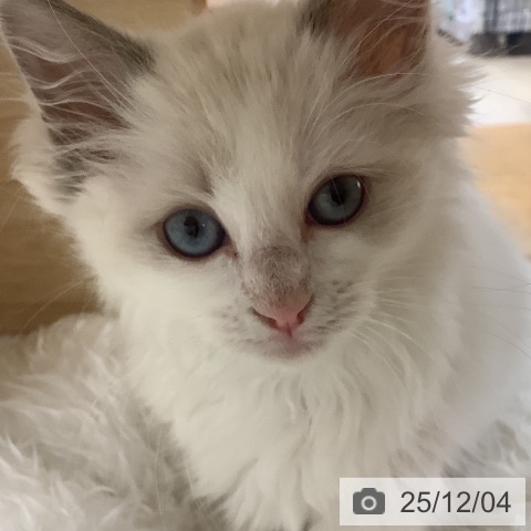 ラグドールの写真