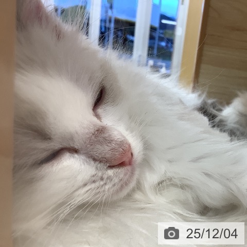 ラグドールの写真