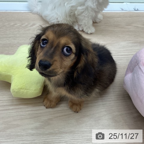 ミニチュア・ダックスフンドの写真