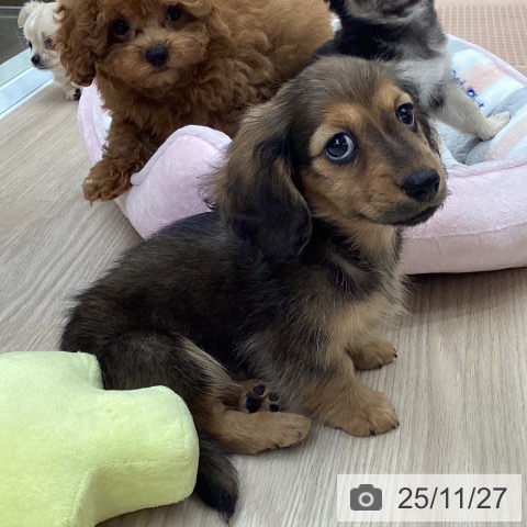 ミニチュア・ダックスフンドの写真