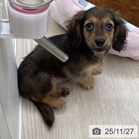 ミニチュア・ダックスフンドの写真