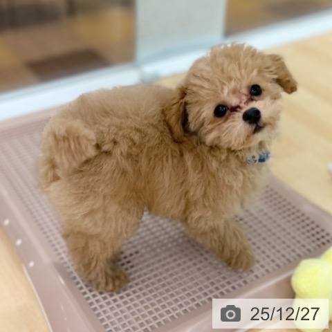 トイ・プードルの写真